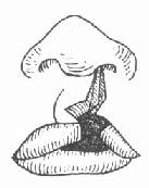 �����޸������п�