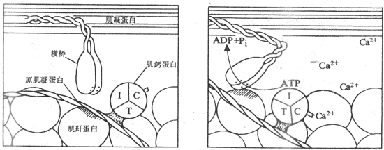 Ca2+ͨ���ͼ��Ƶ��׵Ľ�ϣ��շ����źͼ��˵���֮����໥����