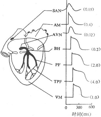 ����������ļ�ϸ���Ŀ�Ĥ��λ���˷ܴ����ٶ�
