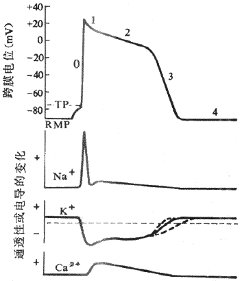 ���Ҽ�ϸ����Ĥ��λ�����γɵ����ӻ���