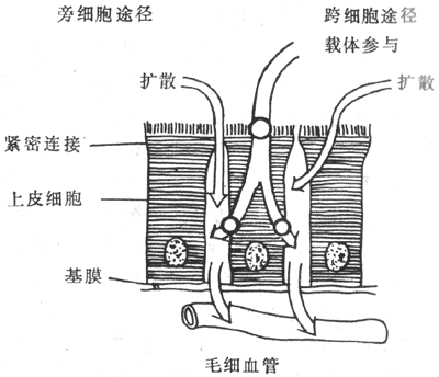 С��ճĤ����ˮ��С�����ʵ�����;��