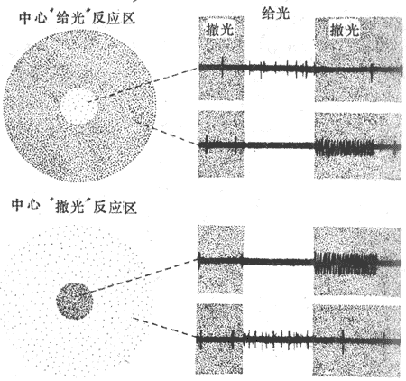 ������ά�ĸ���Ұ�ͷŵ�����