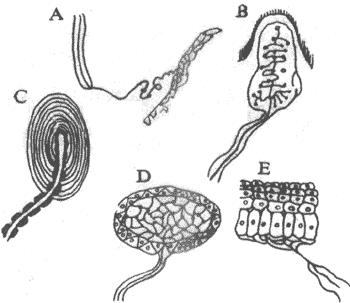 Ƥ���еĸ��ָ���װ��