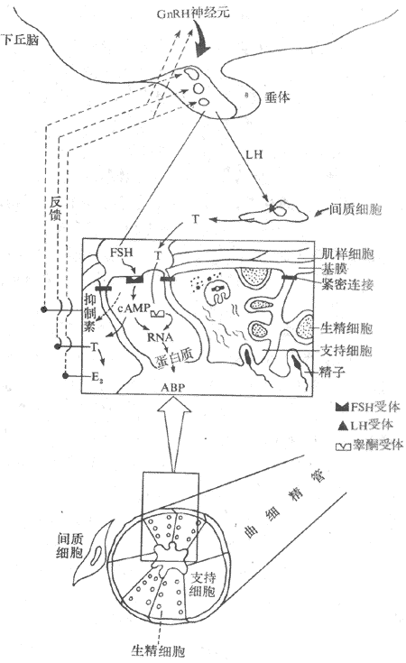 ������-����-غ�����ĵ���