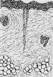 ���Ϻ������̺��γ�