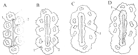 �����ϸ���γ�ģʽͼ