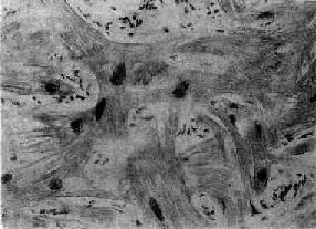 �ʺ����ļ���