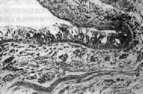 ����֧������