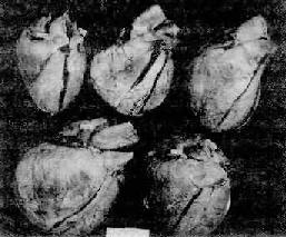 �������Դ�����ಡ������