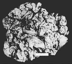 ���Էʺ���θ��