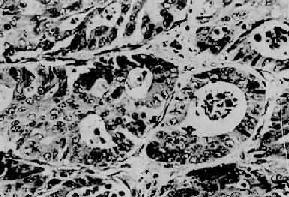 ֱ����<a href=