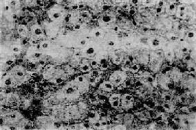 ���Բ����Ը���