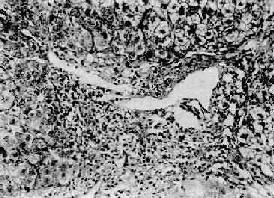 ���Ի�Ը���