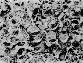 ë��������ϸ��