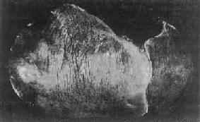 �������͸���