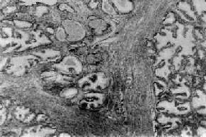 ǰ��������