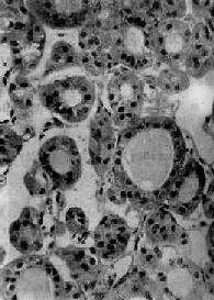 ̥���ͼ�״����<a href=