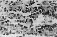 �ȵ�ϸ��<a href=