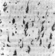 ��ԭ��ά����