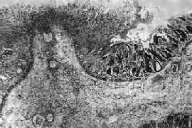 ϸ����<a href=