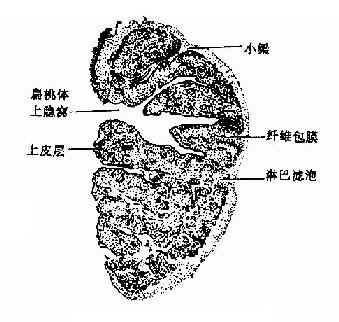 �������Ķ�����