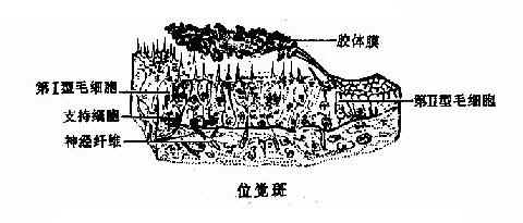 λ���ߺͺ�����