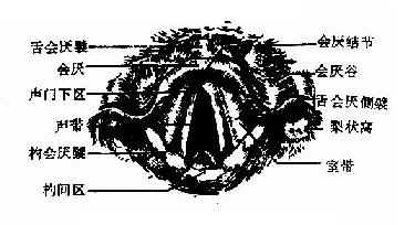 ��Ӻ���������������