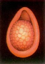 �ʺ��Ա���