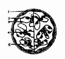 ���Ϊ������С��ģʽͼ,�Ҳ�Ϊ��������ֳ����С�����ף�����ϵĤ��ϵĤϸ���ͻ�������