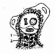 ϵĤ��ֳ����С������ģʽͼ