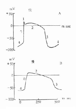 �ֿ�Ұ��ά�Ŀ췴Ӧ������Ӧ��
