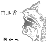 ��Ѩͷ����Ѩ